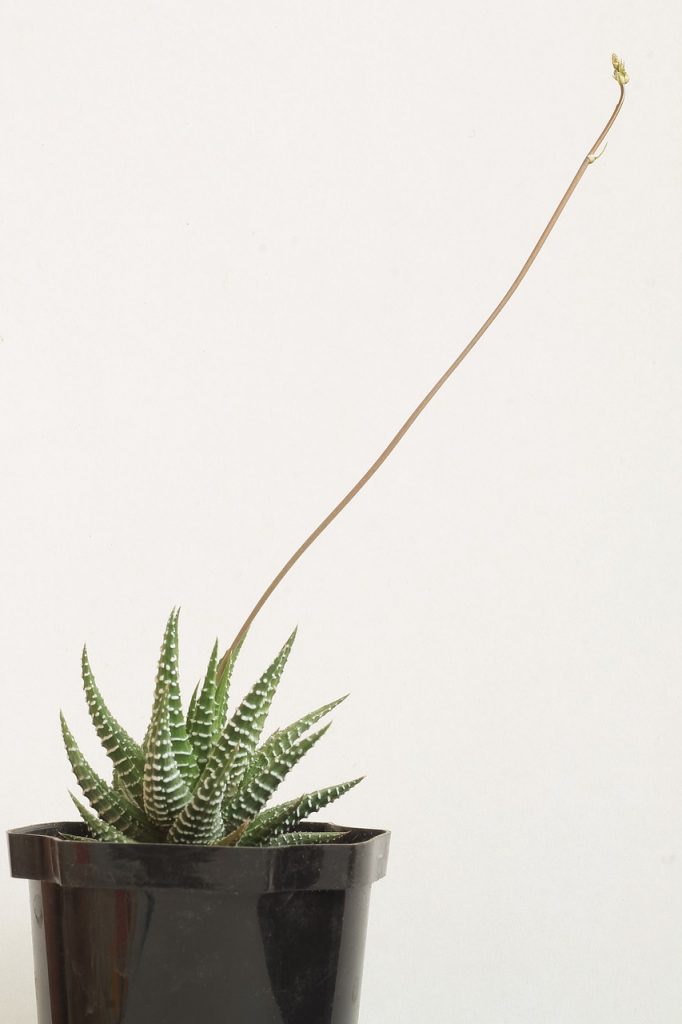 Succulents for Low Light