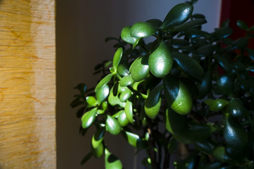 Succulents for Low Light