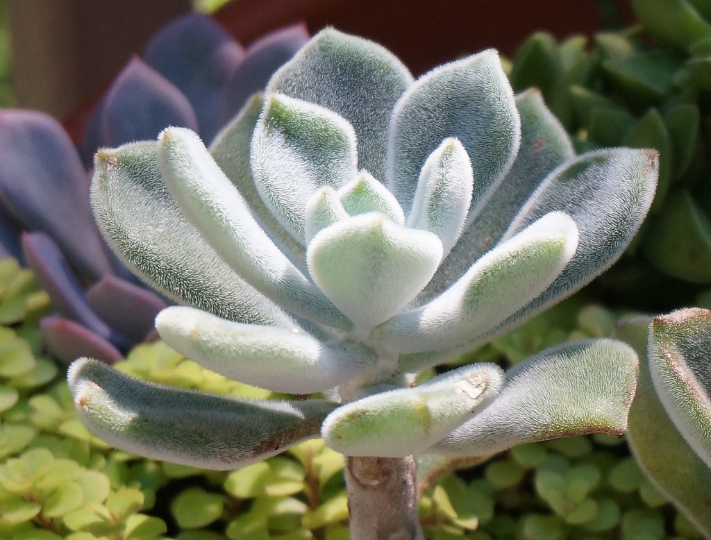 Succulents for Low Light