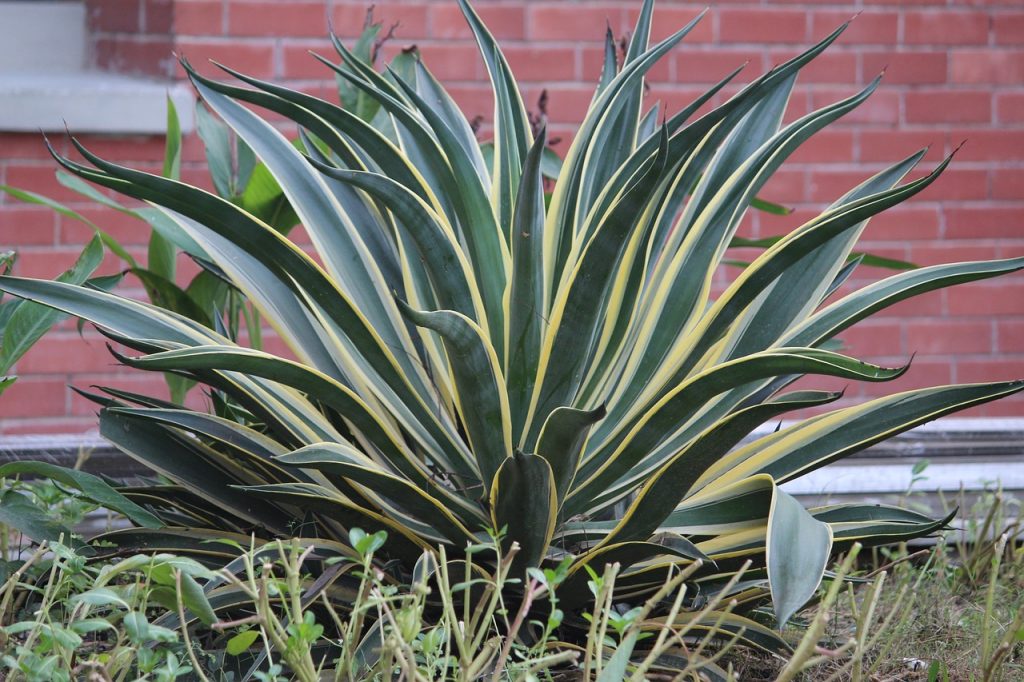Succulents for Low Light