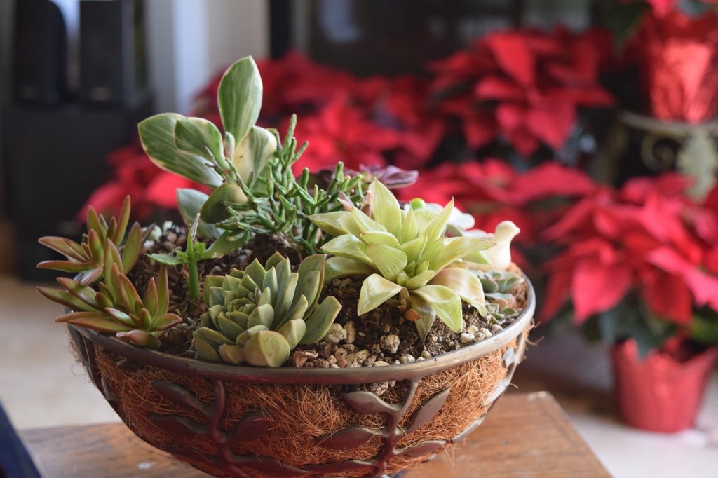 Succulents for Low Light