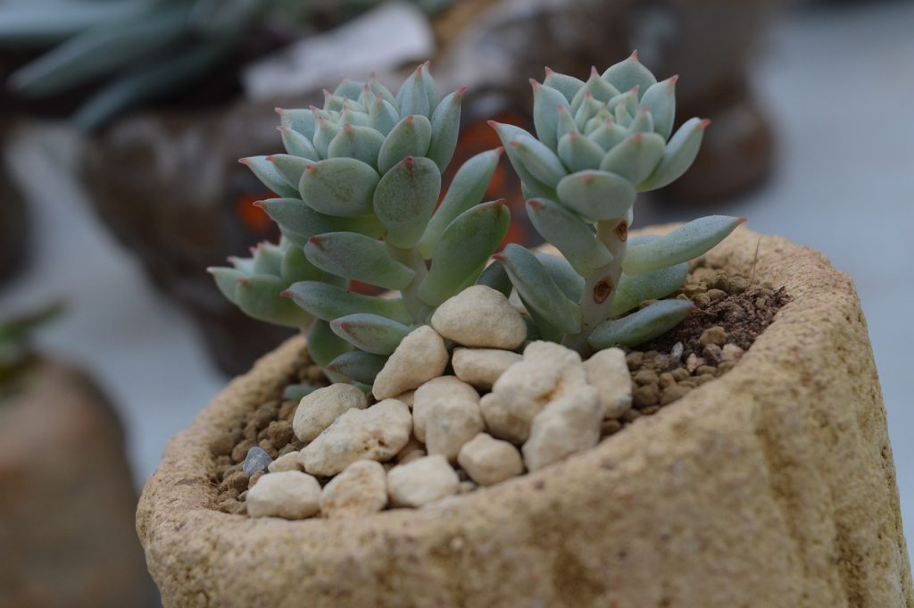 Where Do Succulents Grow Best