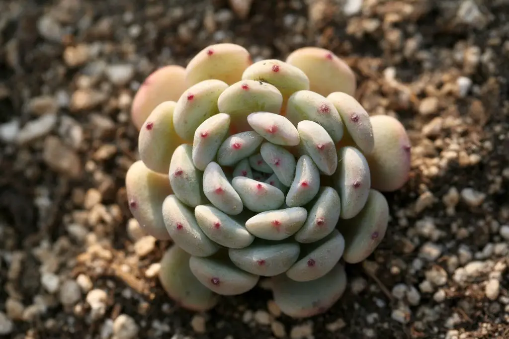 Can Succulents Grow in Sand? My personal experience 3 succulents that enjoy sand
