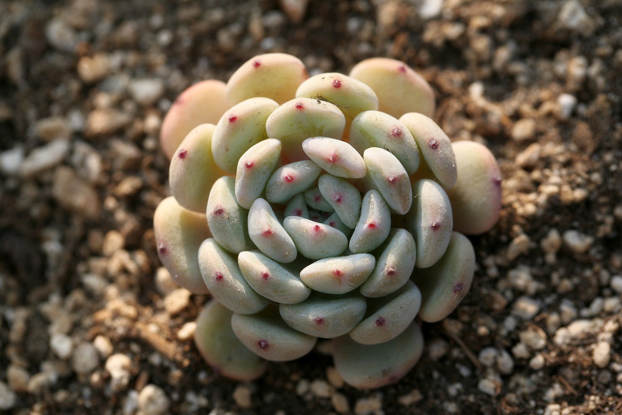 Can succulents grow in sand? 3 things you need to know