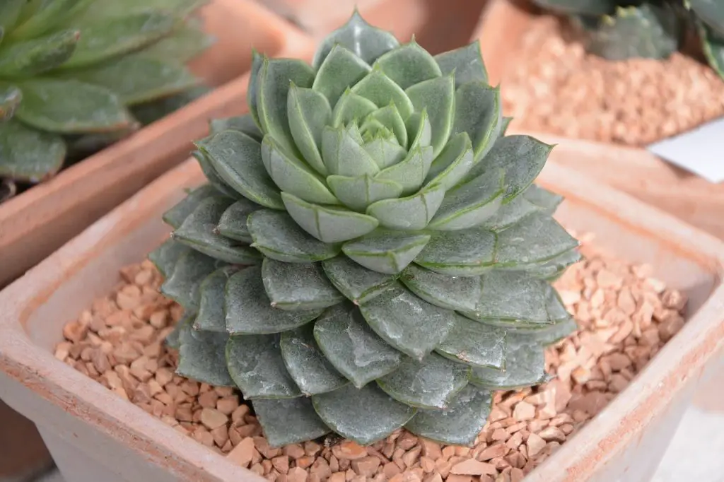 How To Grow Succulents