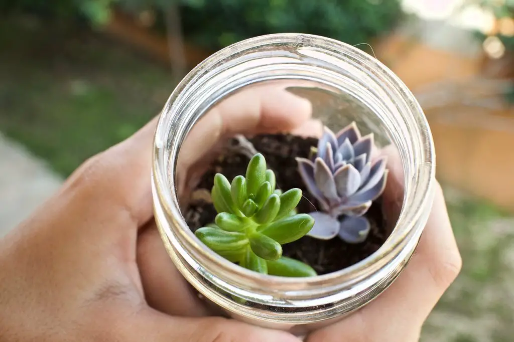Hoe plant u vetplanten in glazen recipiënten