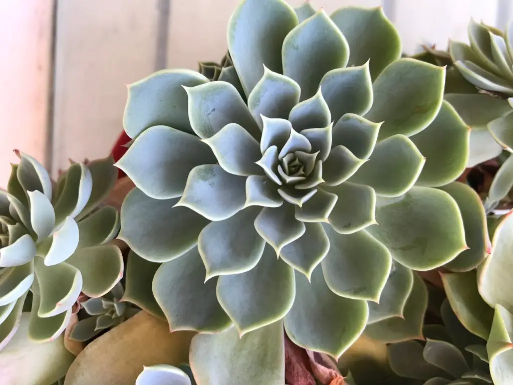 When To Bring Succulents Inside