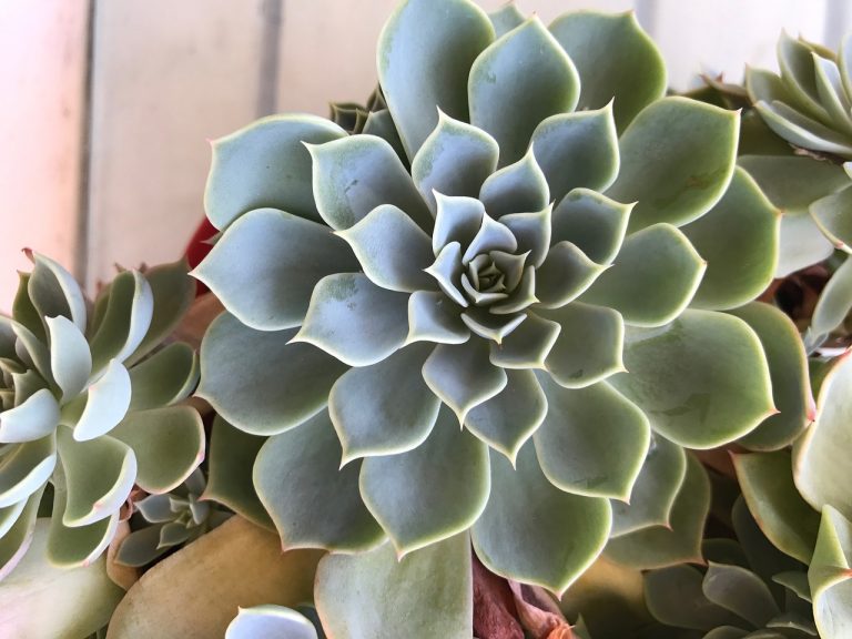 When to bring succulents inside Personal experience + simple guide