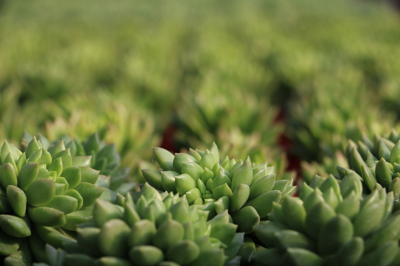 Top 10 Succulents that stay SMALL (for your garden or home)