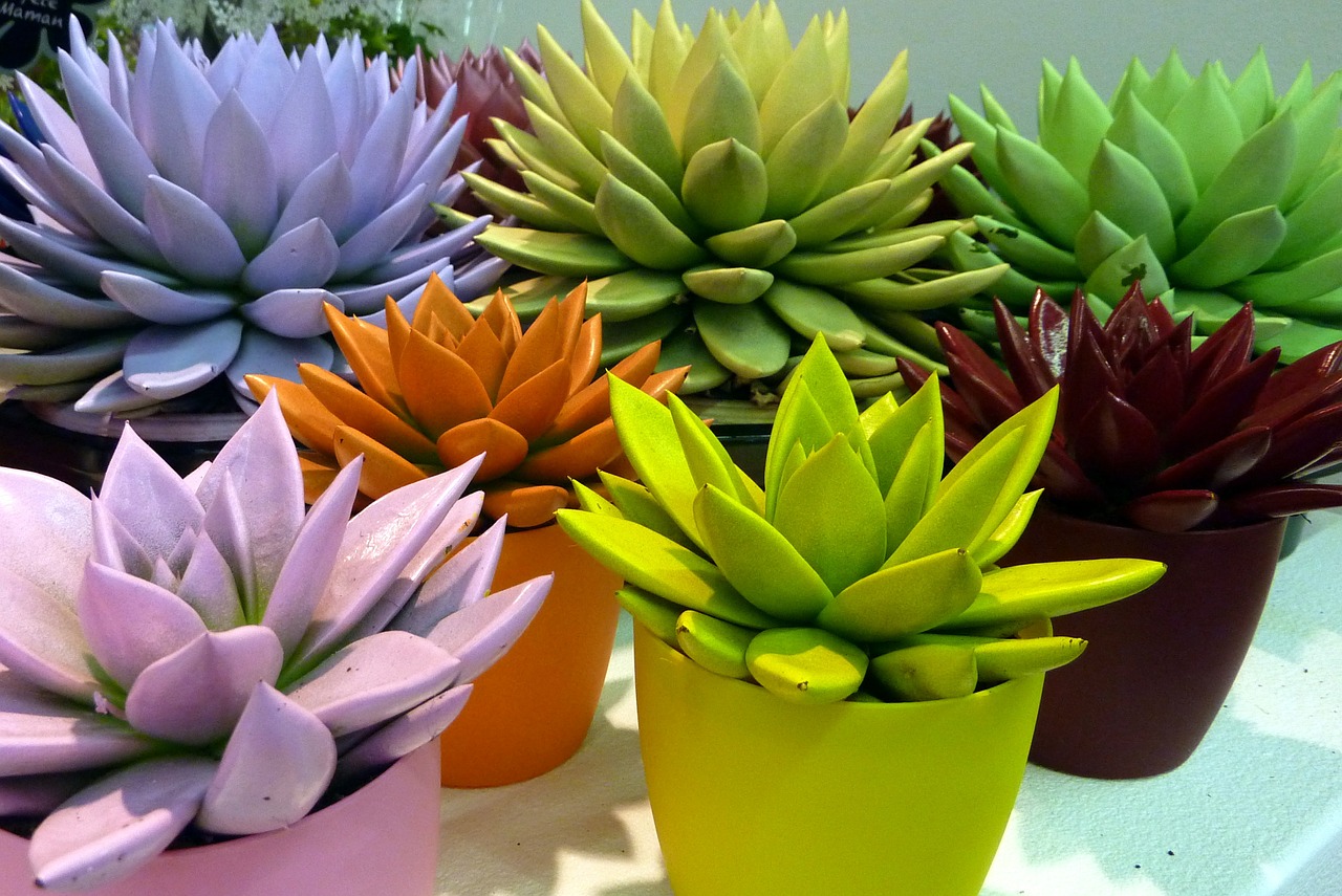 How To Take Care Of Echeveria Succulents Grower