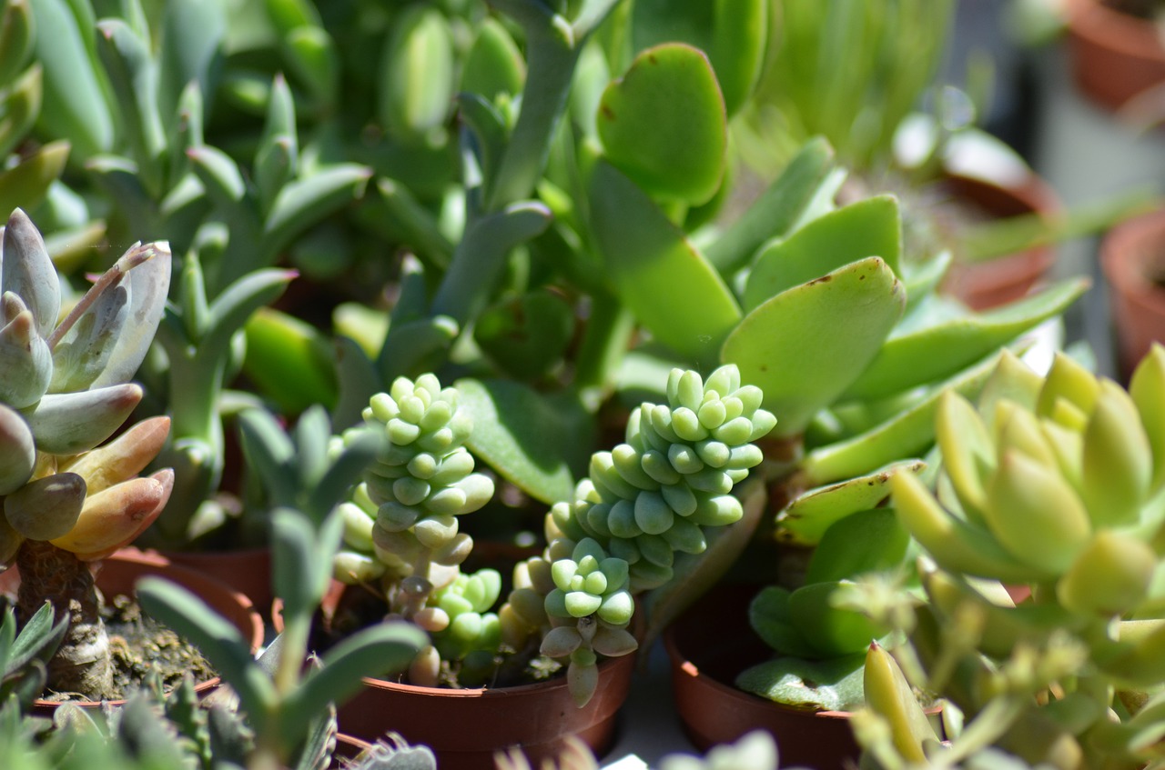 How Long Do Succulents Live? Succulents Grower