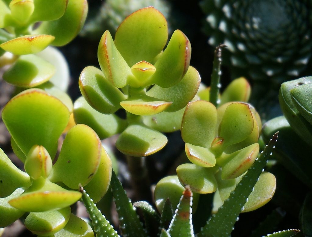 Jade Plant Drooping