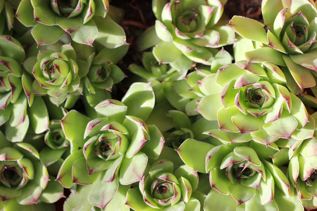 Can Succulents Stay Outside in Winter? Succulents Grower