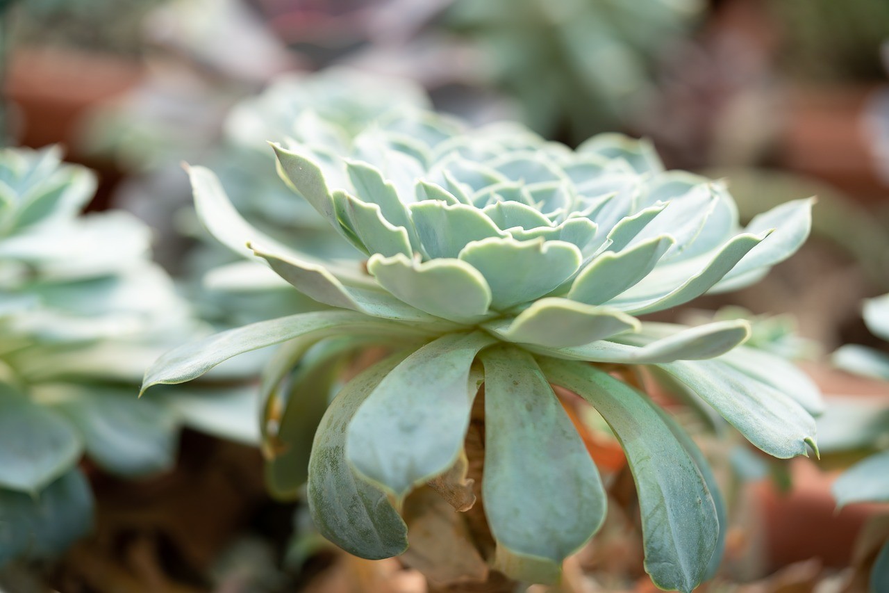 Can Succulents Grow Outside in Full Sun? Succulents Grower