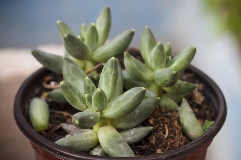 How to Grow Succulents without Roots