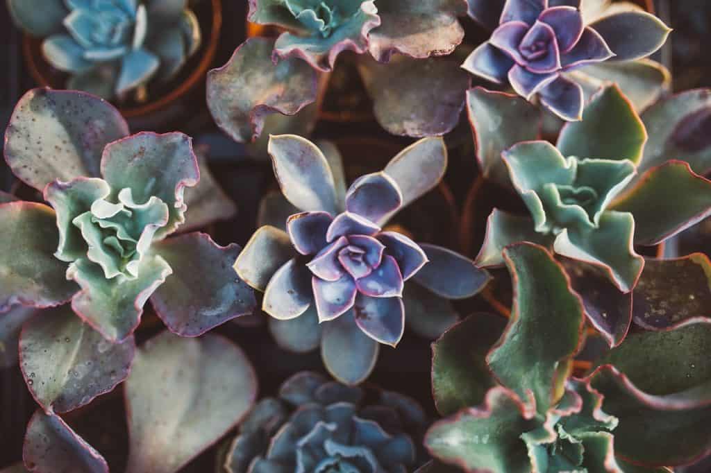 When Succulents Get Wrinkly