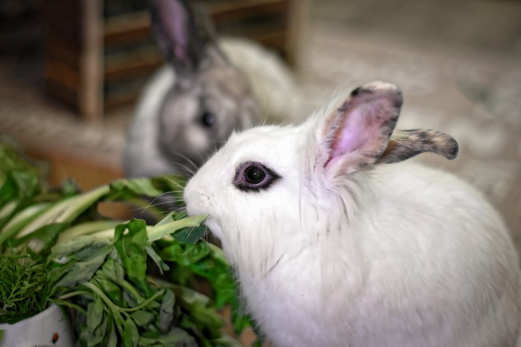 Are Succulents Poisonous to Rabbits