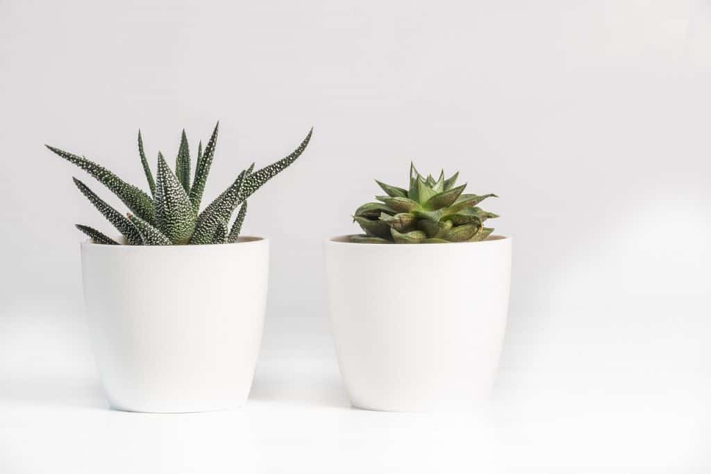 Can Succulents Survive in Bathrooms