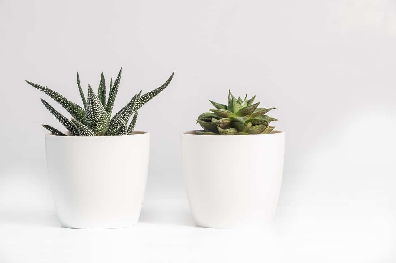Can Succulents Survive in Bathrooms [2022 update + personal experience]