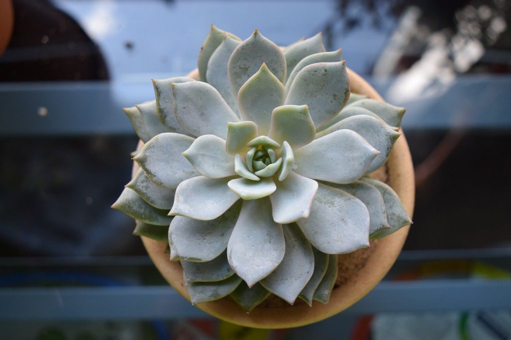 white-stuff-on-succulents-4-possible-causes-treatment