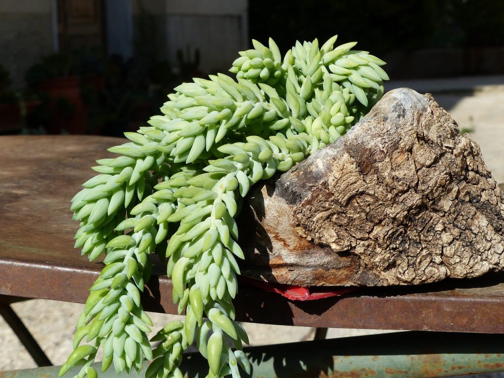 Burro's Tail Leaves Falling Off