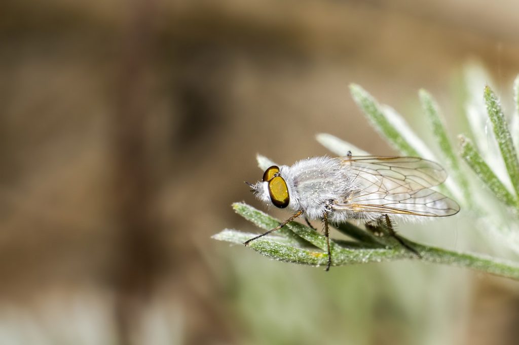 White Fly on Succulents