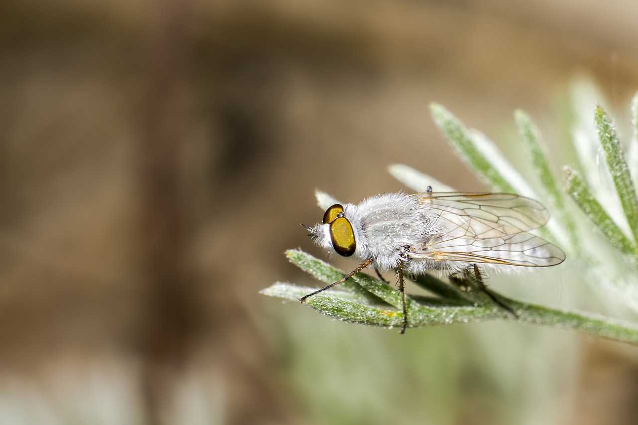 Grey flies