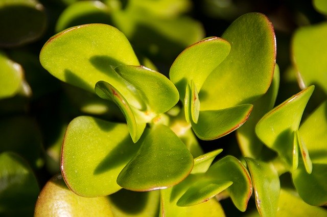 Crassula Ovata