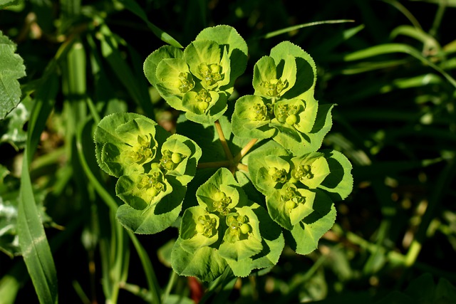 Euphorbias