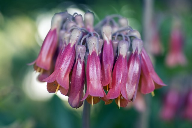 Kalanchoe Delagoensis