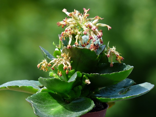 Kalanchoes