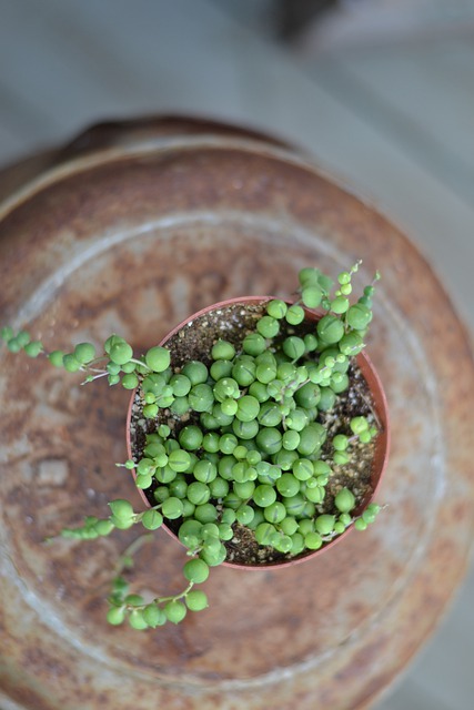 Senecio rowleyanus