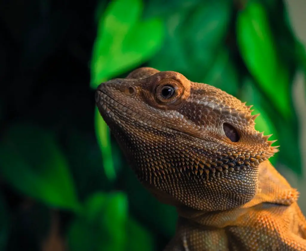 What Succulents Can Bearded Dragons Eat