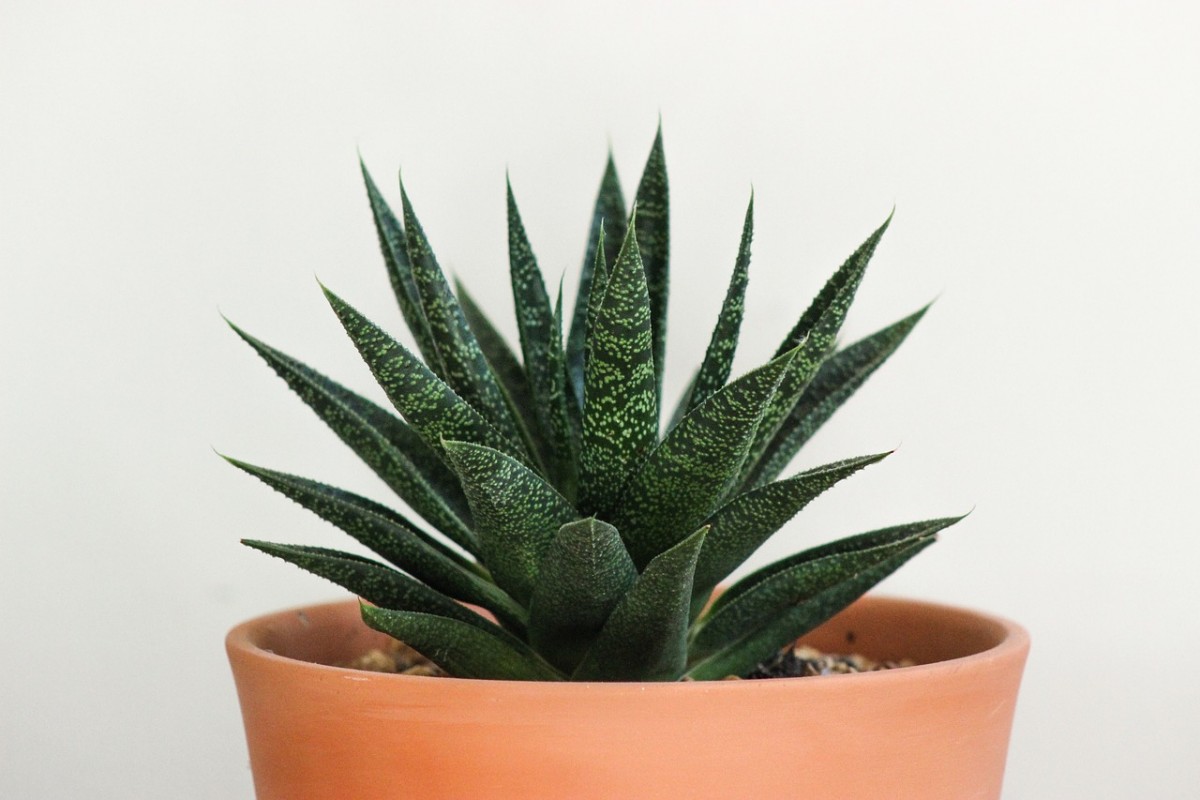 Do Succulents Clean the Air? Succulents Grower