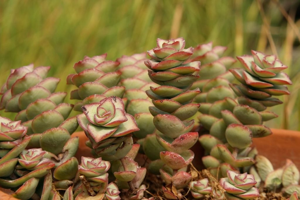 Crassula Perforata Dying