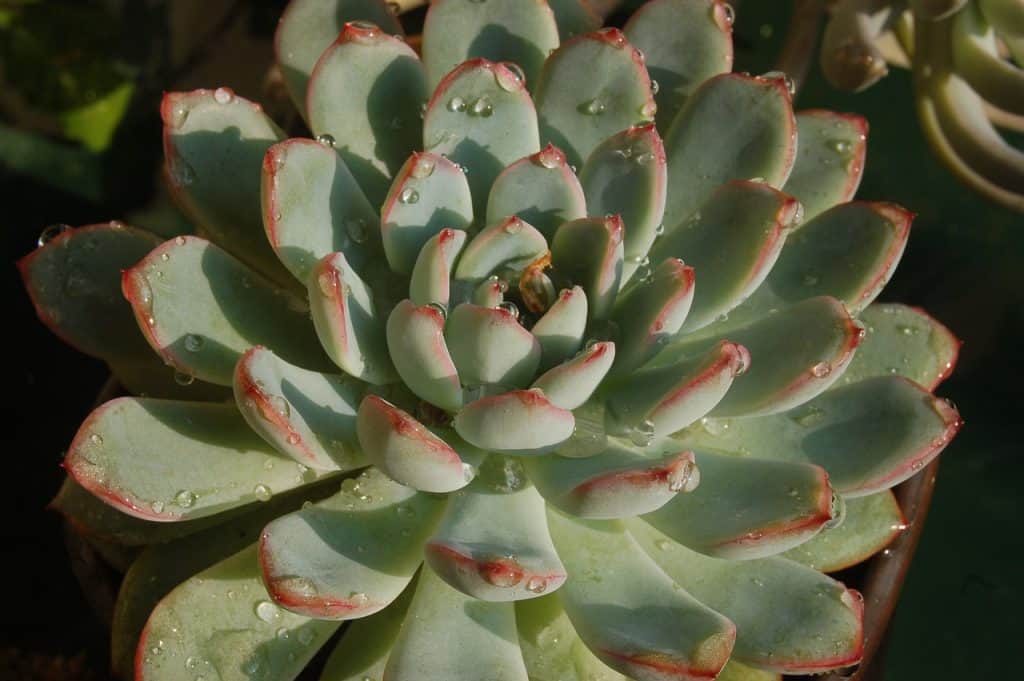 Do Succulents Like Humidity