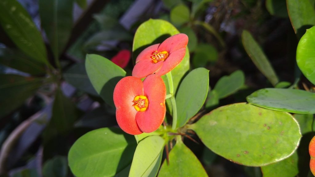 Crown of Thorns Plant Leaves Turning Yellow