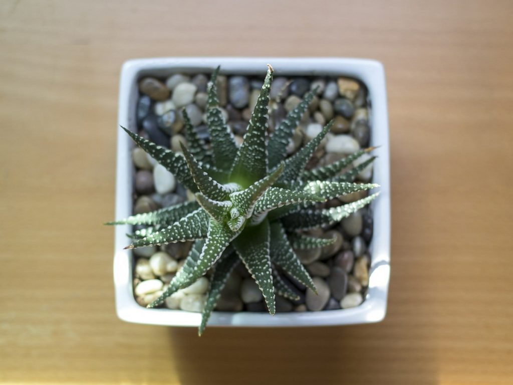 Can Succulents Grow in Pebbles