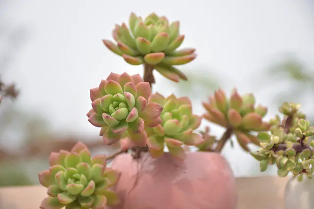 Are Succulent Plants Good Luck