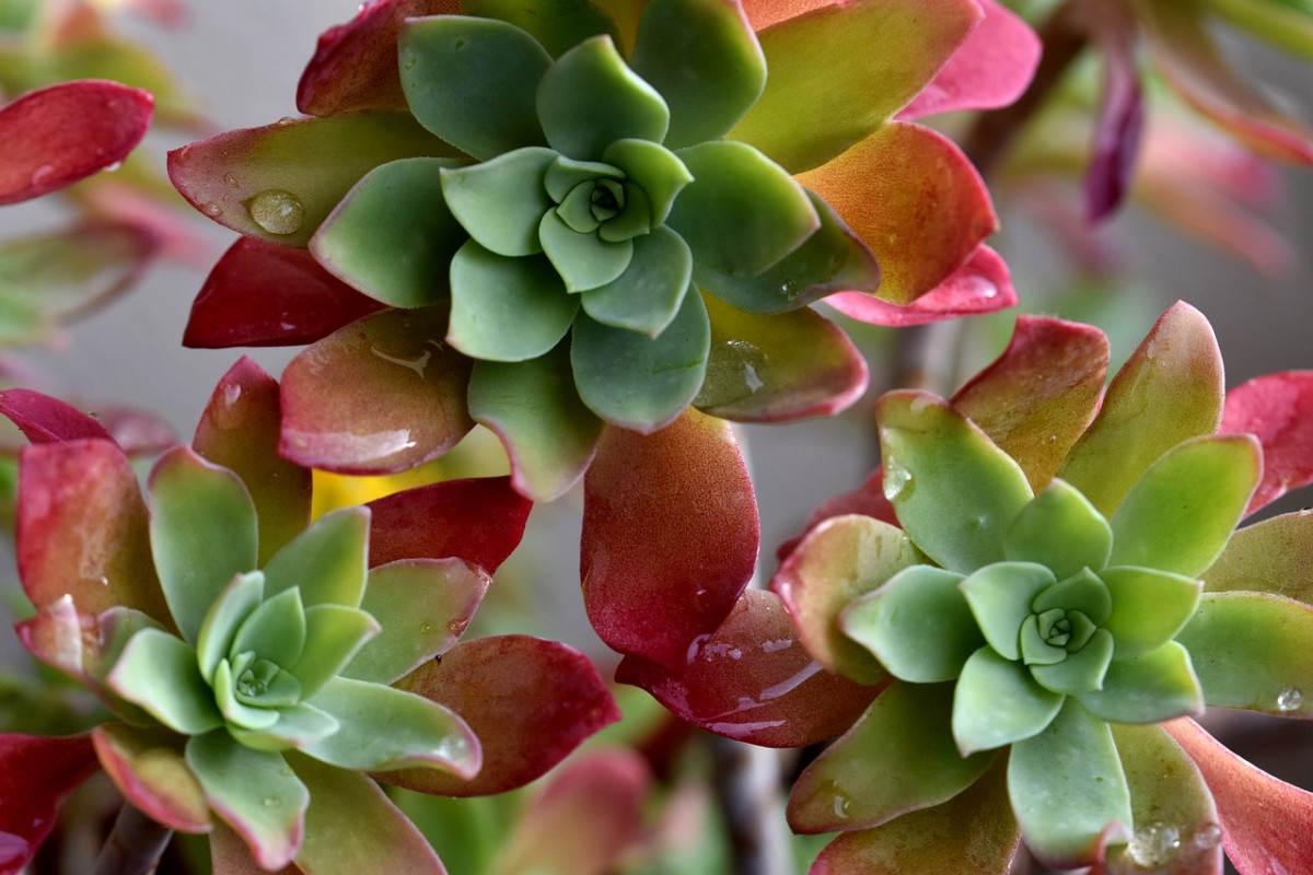 Is It Ok To Water Succulents At Night Things You Should Know Succulents Grower