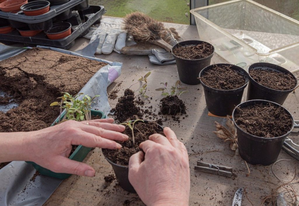 Can You Use Regular Potting Soil for Succulents ...