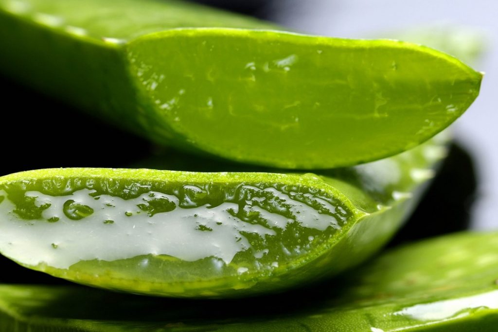 Is The Yellow Liquid in Aloe Vera Poisonous