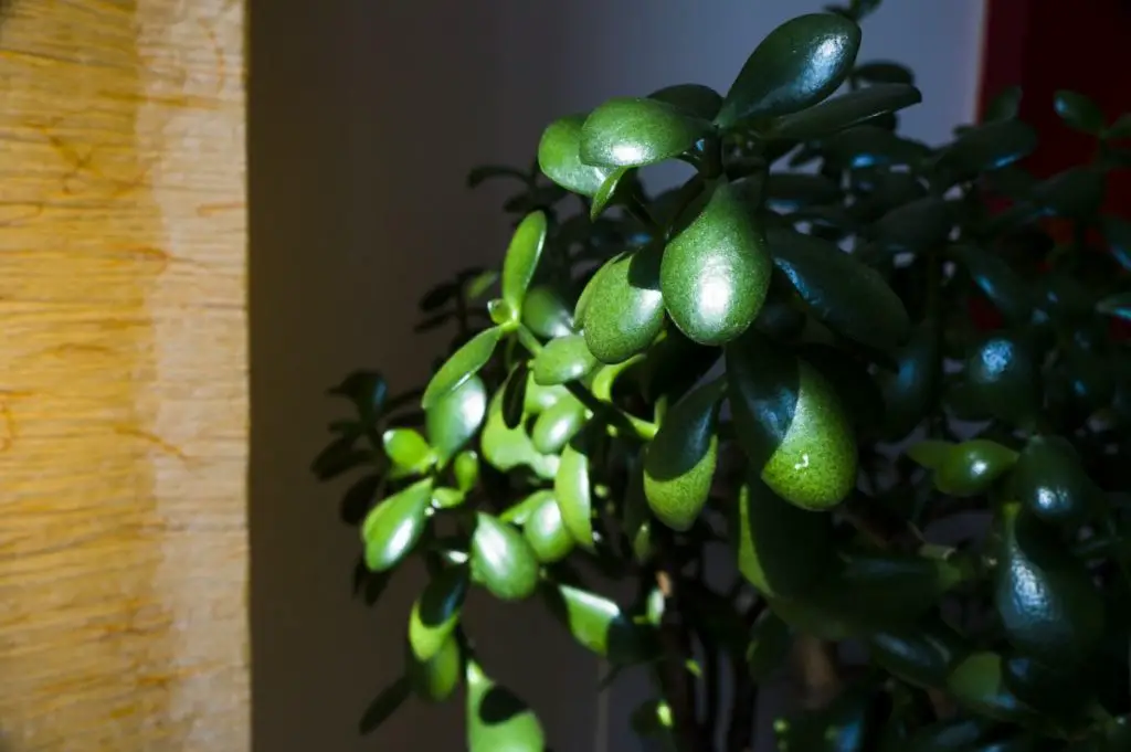 Where to Place Jade Plant at Home