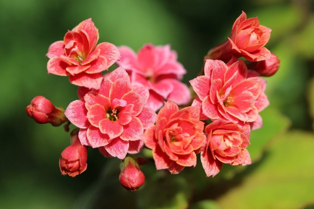 Is Kalanchoe Poisonous to Humans