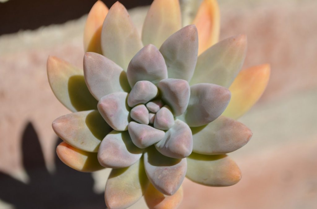 Can succulents live without soil? And for how long? Personal experience ...