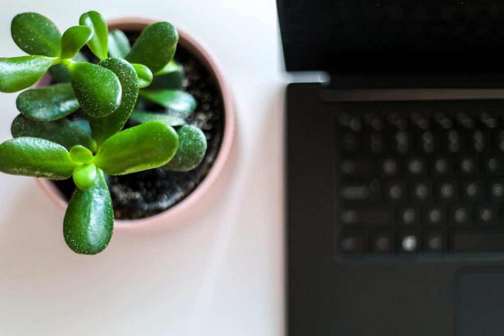 Succulents in Office with No Window