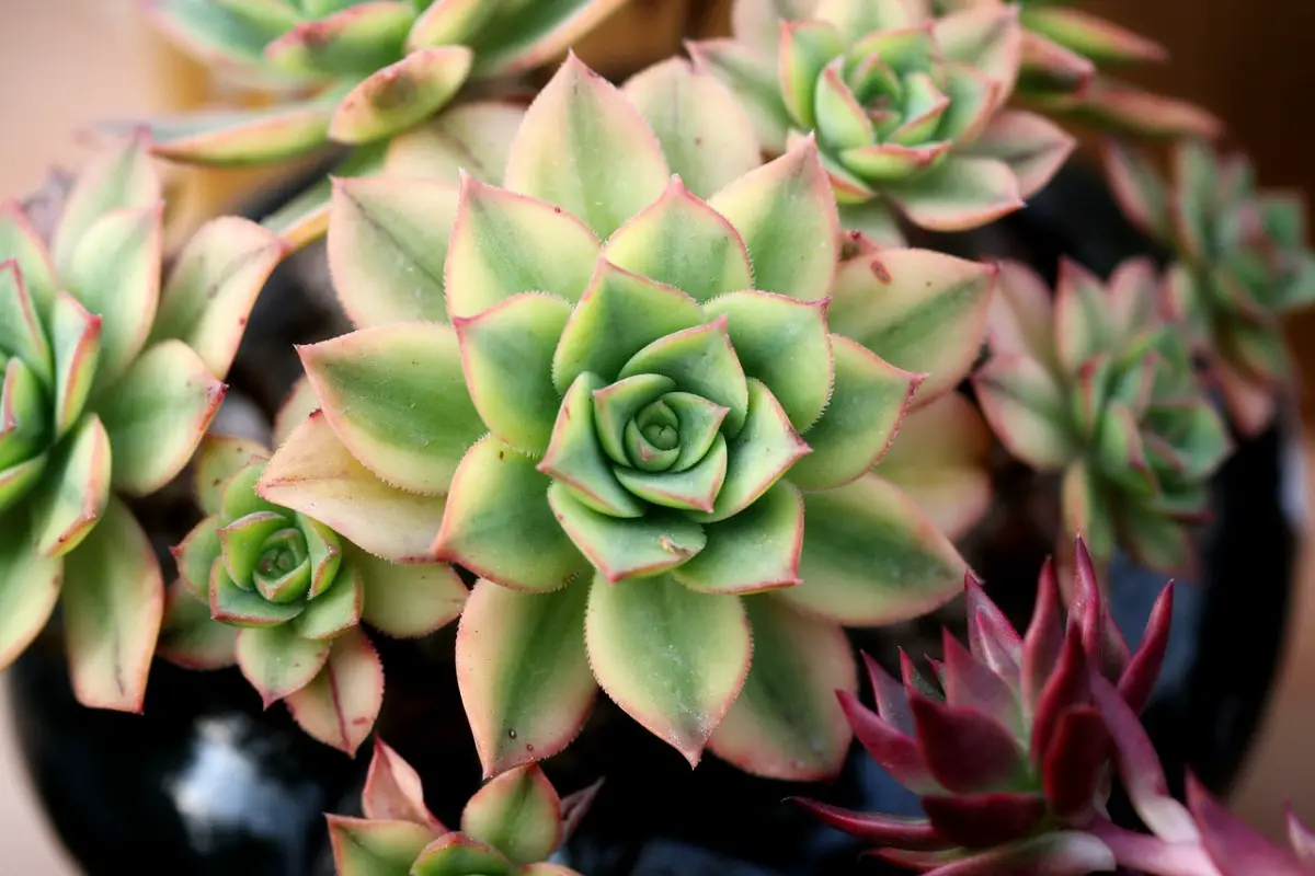 how-much-water-do-succulents-need-succulents-grower