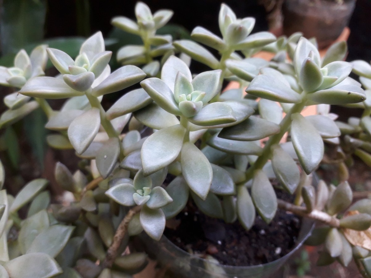 How often should you water your Echeverias? Personal experience 2022