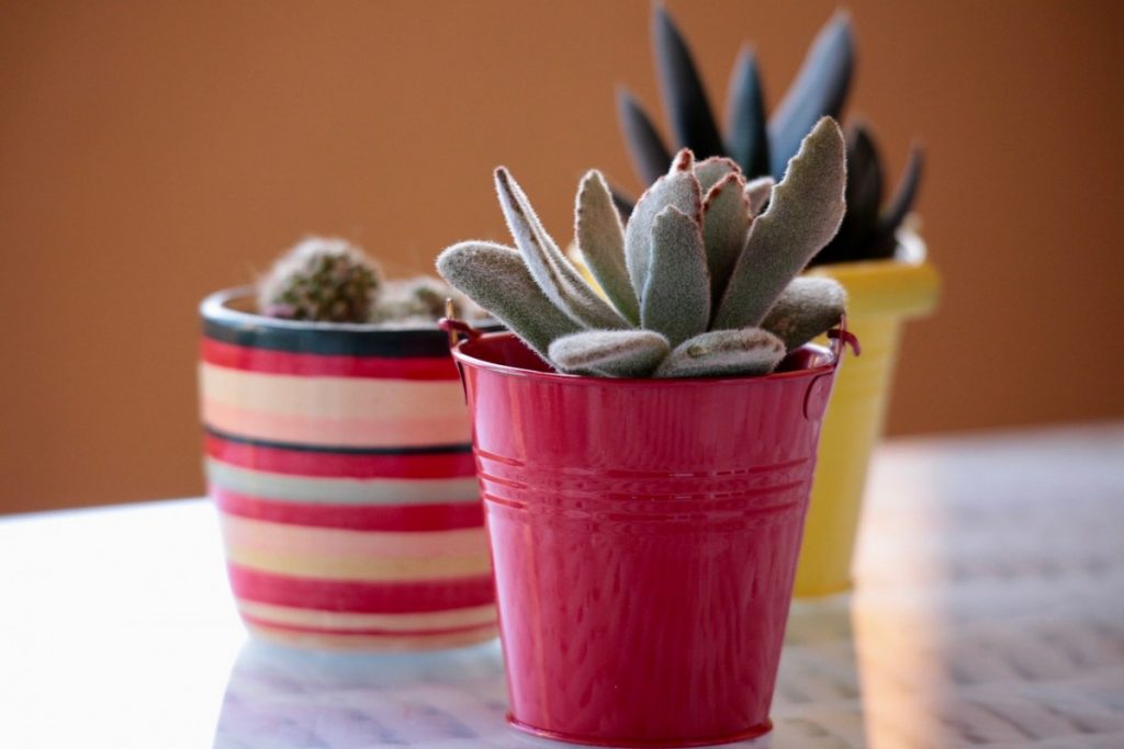 Do Succulents Like Small Pots