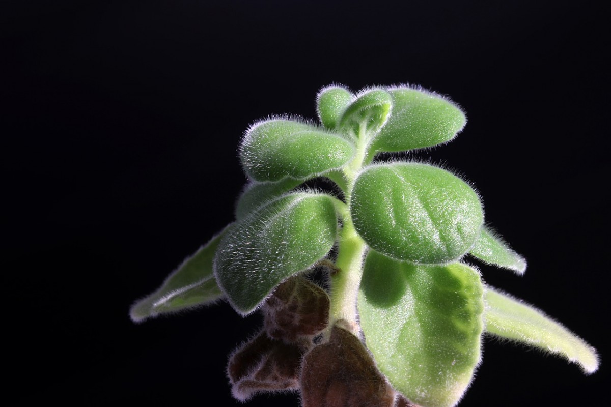 Succulent Leaves Pointing Down Causes and Treatments Succulents Grower